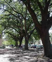 [Picture of Oak Trees]