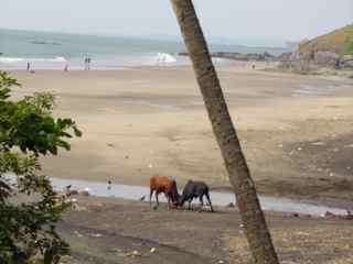 Vagador Beach, Goa