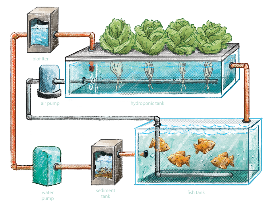 Diagram of an aquaponic deep-water culture system