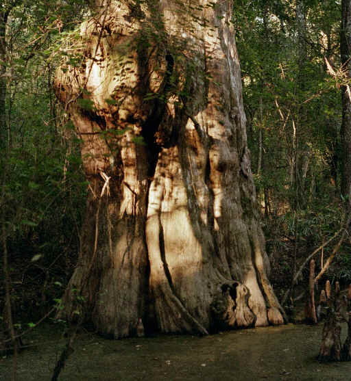 Grandma Tree