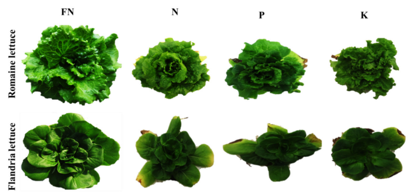 Images of lettuce with various nutrient deficiencies